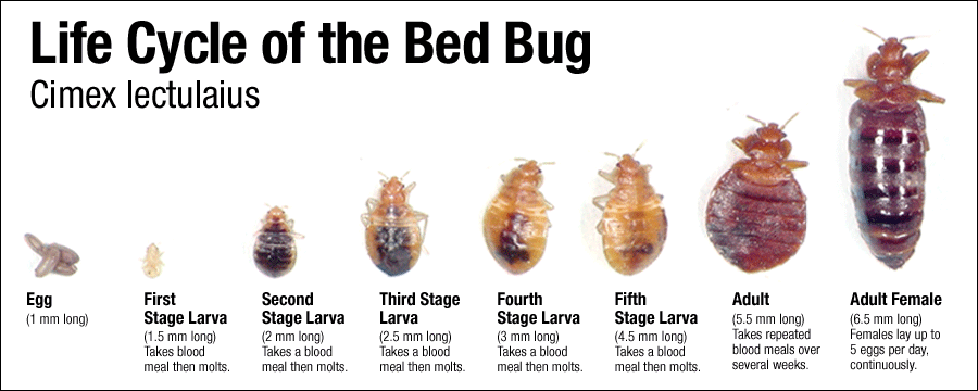bedbugs_lifecycle