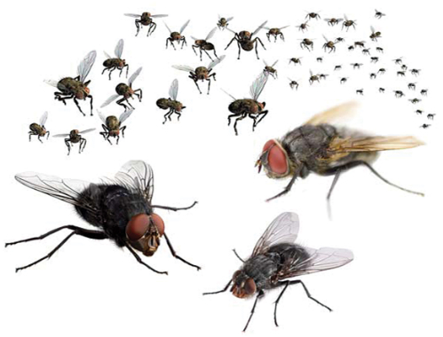 Công ty diệt côn trùng: Cách đuổi ruồi